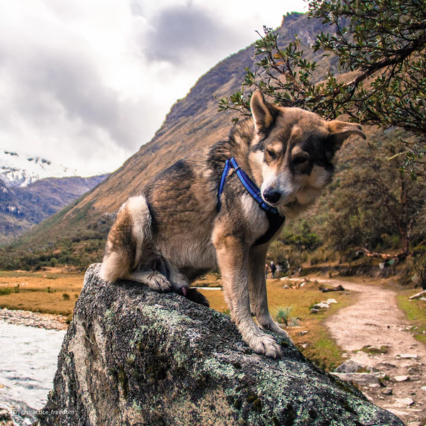 COASTAL K9 EXPLORER ARNES ACOLCHADO ZAFIRO