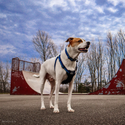 COASTAL K9 EXPLORER ARNES ACOLCHADO ZAFIRO