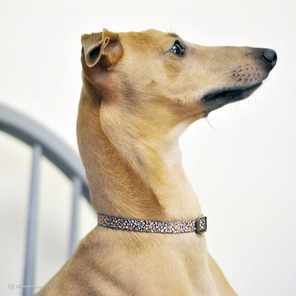 COASTAL STYLE COLLAR BROWN PAW