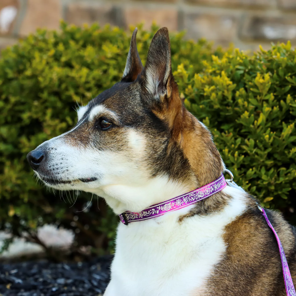 COASTAL LAZER BRITE COLLAR PINK MULTI FLOWERS