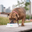 GFPET ICE BOWL BLANCO/AZUL