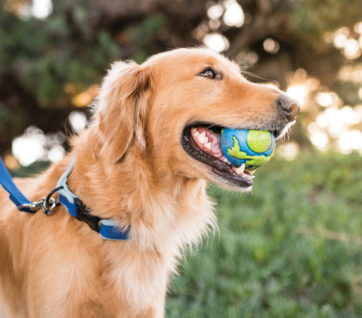 PLANET DOG PLANET BALL AZUL/VERDE