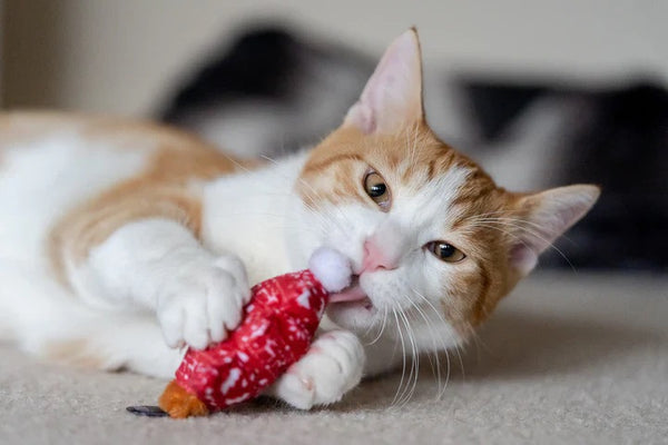 PLAY JUGUETE FELINE FRENZY MEOWY CHRISTMAS